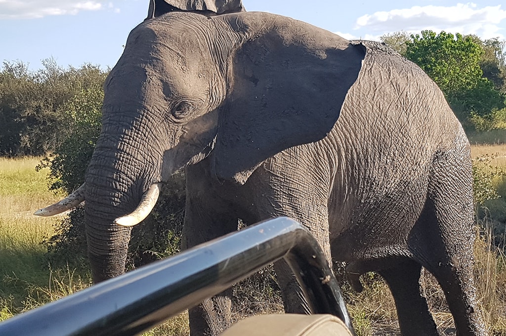 elefante desde coche de safari