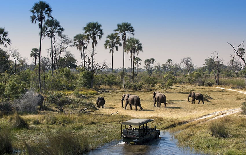 Viaje de novios safari en Botswana